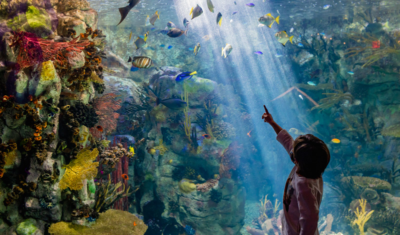 Spotting species at the Birch Aquarium